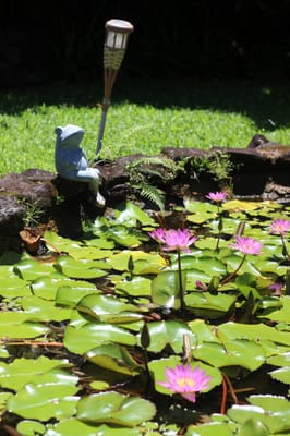 Orchid Tree Bed & Breakfast by null