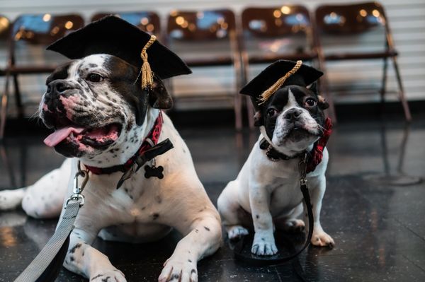 one of kind bulldogs