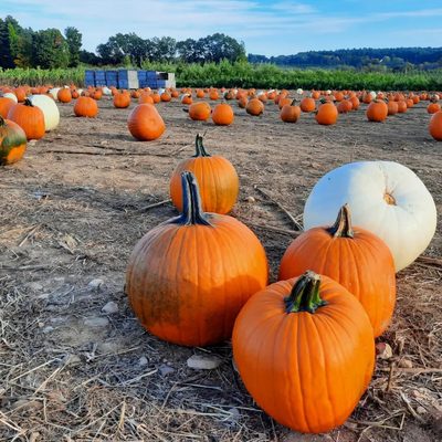 Applecrest Farm Orchards by null