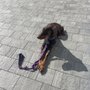 Photo of Florida’s Finest K9 Obedience Training
