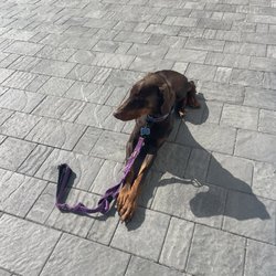 Florida’s Finest K9 Obedience Training - Our 6 month old Dobberman