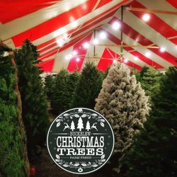 Buckelew Christmas Trees