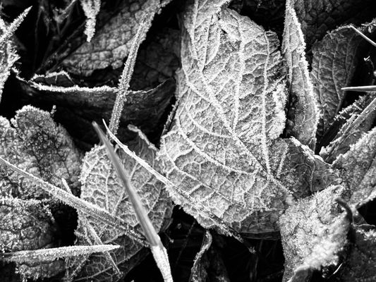 Cylburn Arboretum by null