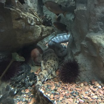Shedd Aquarium - Aquariums Near Me - Chicago, Illinois Shedd Aquarium - Aquariums Near Me - Chicago, Illinois
