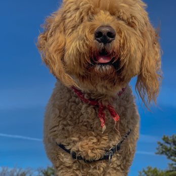 Walk N' Roll NYC - Book an adventure with Walk N' Roll. Available for walks, pet sits, boardings and out of town excursions. - Dog Walkers Near Me Walk N' Roll NYC - Book an adventure with Walk N' Roll. Available for walks, pet sits, boardings and out of town excursions. - Dog Walkers Near Me