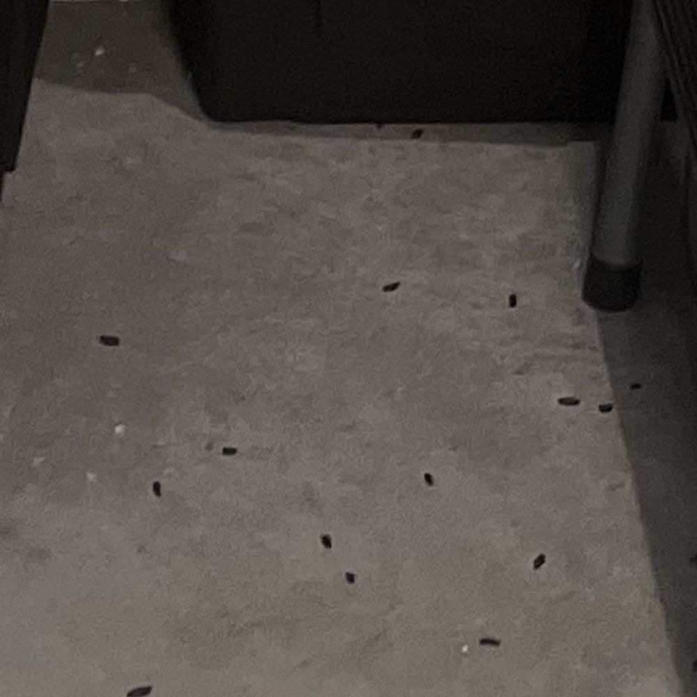 StorQuest Self Storage - Rats pee - Self Storage Near Me - San Jose, California StorQuest Self Storage - Rats pee - Self Storage Near Me - San Jose, California