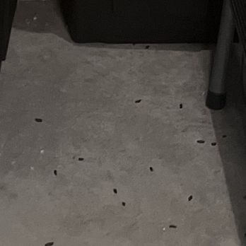 StorQuest Self Storage - Rats pee - Self Storage Near Me - San Jose, California