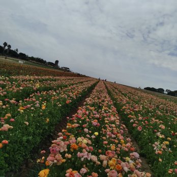 The Flower Fields - Venues & Event Spaces Near Me - Carlsbad, California The Flower Fields - Venues & Event Spaces Near Me - Carlsbad, California