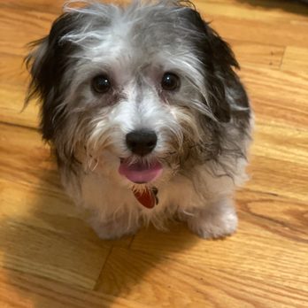 Brooklyn Paw House - Steele is so happy! - Pet Groomers Near Me - Brooklyn, New York