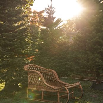 Morning Glory Farm Christmas Trees - Christmas tree mini session set up - Christmas Trees Near Me - Dublin, California Morning Glory Farm Christmas Trees - Christmas tree mini session set up - Christmas Trees Near Me - Dublin, California