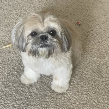 Keepet Groomed - Lulu - Pet Groomers Near Me - San Diego, California