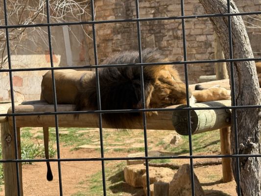 Abilene Zoo by null