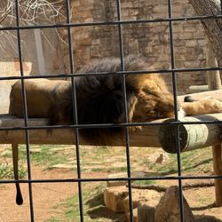 Abilene Zoo