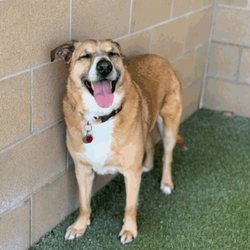 Whiskers Resort & Pet Spa