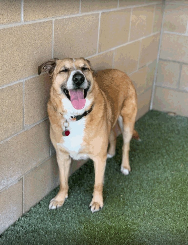 Whiskers Resort & Pet Spa - pet boarding facility in Grand Rapids, MI