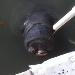 Islamorada Fishing Club - Manatee in Key West drinking fresh water