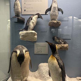 Field Museum - Penguins - Museums Near Me - Chicago, Illinois