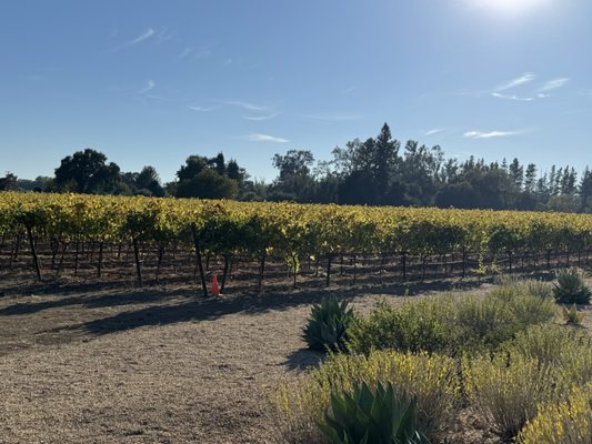 Bread & Butter Wines by null