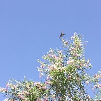 Hualapai Canyon Trailhead - Hummingbird - Parks Near Me - Las Vegas, Nevada Hualapai Canyon Trailhead - Hummingbird - Parks Near Me - Las Vegas, Nevada