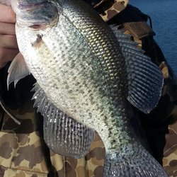 Kerr Crappie And Cats - Big crappie on a cold November day