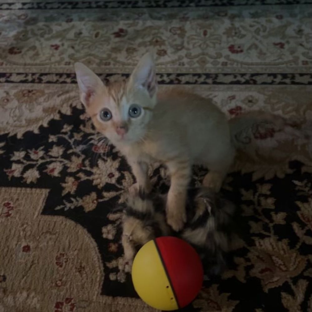 Pawsitive Pet - Pet Sitting Near Me Pawsitive Pet - Pet Sitting Near Me