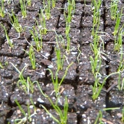 Montalbano Farms - These baby onions will be ready to plant in a month or so.