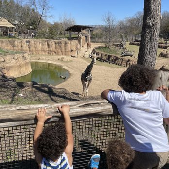 Dallas Zoo - Giraffes were so tall and active. - Zoos Near Me - Dallas, Texas