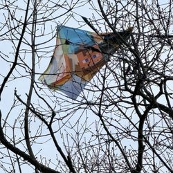 Kite in the tree