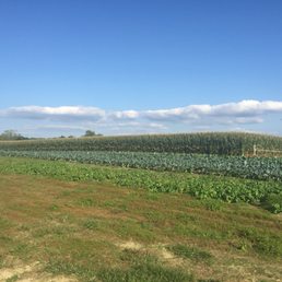 The growing crops are a beautiful display of shades of green.