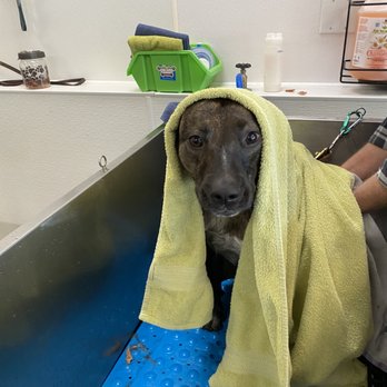 Muddy Paws Diy Dog Wash - Izzy at Muddy Paws - Pet Groomers Near Me - Vancouver, Washington Muddy Paws Diy Dog Wash - Izzy at Muddy Paws - Pet Groomers Near Me - Vancouver, Washington