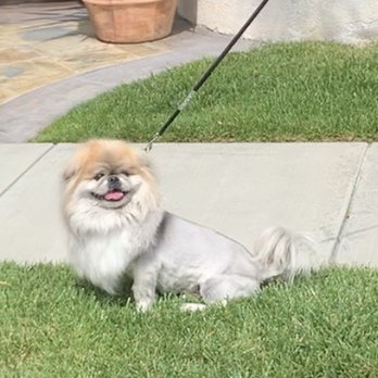 OC Grooming & Pet Spa - Handsome pup thanks to Lauren!!!! - Pet Groomers Near Me - San Clemente, California