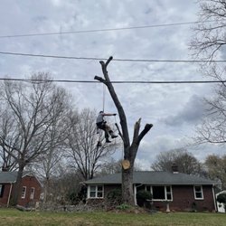 Vitaly Morgan Tree Service