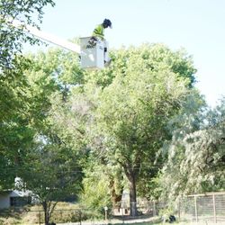 A- 1 Tree And Hauling Services