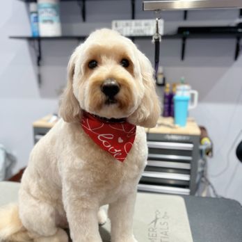 M&M Pet Grooming - Cody is getting a fresh look - Pet Groomers Near Me - Wantagh, New York M&M Pet Grooming - Cody is getting a fresh look - Pet Groomers Near Me - Wantagh, New York