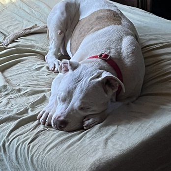 TOWN OF HEMPSTEAD ANIMAL SHELTER - Updated February 2026 - 45 Photos