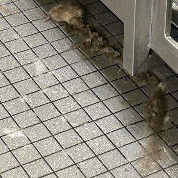 Unleashed by Petco - The water and dog hair from the prior dogs were left AFTER she "cleaned". Not kidding!!! - Pet Stores Near Me - Alameda, California Unleashed by Petco - The water and dog hair from the prior dogs were left AFTER she "cleaned". Not kidding!!! - Pet Stores Near Me - Alameda, California