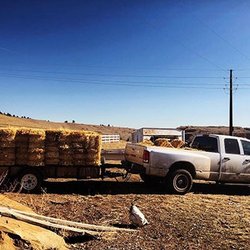Golden Spur Feed & Supply