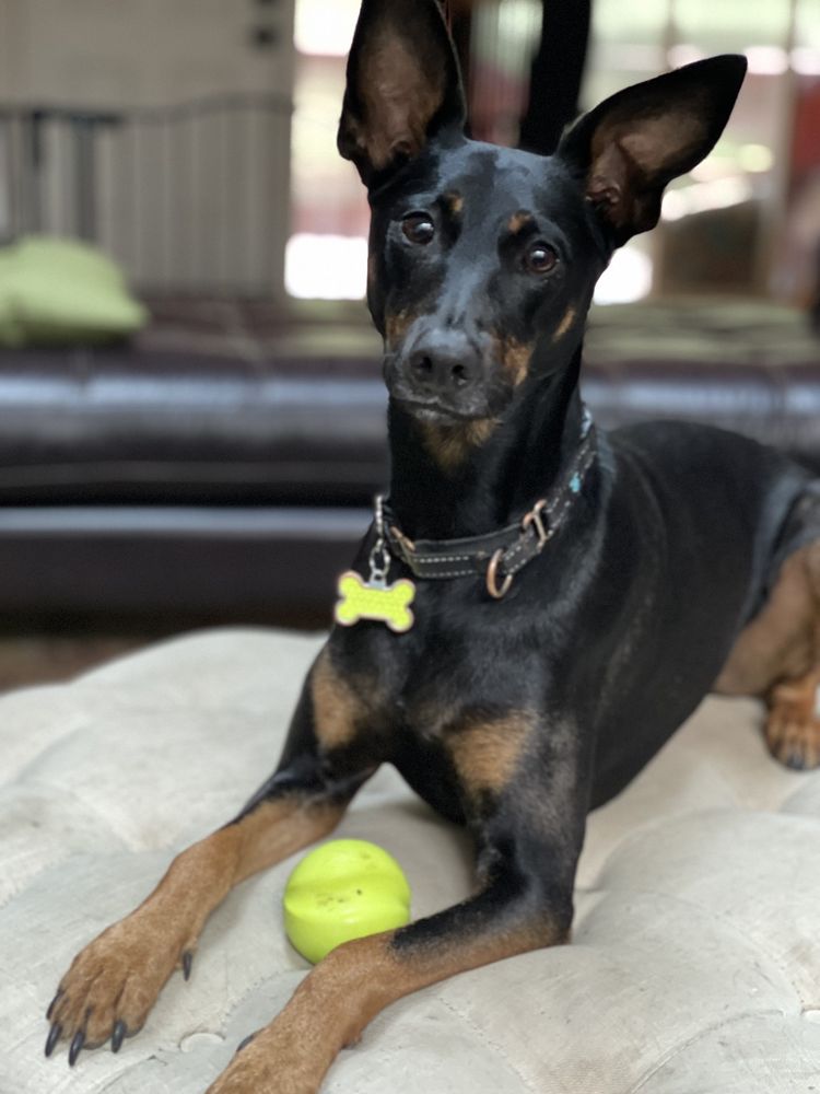 ALL THE BEST PET CARE Updated August 2024 15 Photos & 24 Reviews