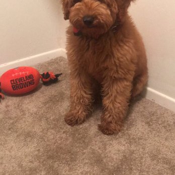 Bella Mini Doodles - Pet Breeders Near Me Bella Mini Doodles - Pet Breeders Near Me