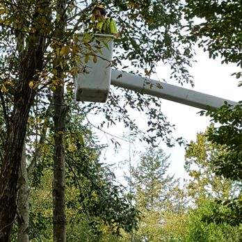 Best Tree Service NW - Tree Services Near Me Best Tree Service NW - Tree Services Near Me