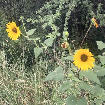 The Rim Trailhead - Wildflowers - Parks Near Me The Rim Trailhead - Wildflowers - Parks Near Me