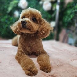 Dream Pet Grooming - Penny