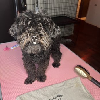 Boujee Paws Grooming Spa - Pet Groomers Near Me Boujee Paws Grooming Spa - Pet Groomers Near Me