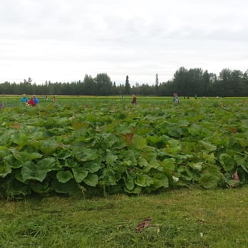 Pyrah's Pioneer Peak Farm - You pick - Farmers Market Near Me - Palmer, Alaska Pyrah's Pioneer Peak Farm - You pick - Farmers Market Near Me - Palmer, Alaska