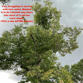 MQ Landscaping and Tree Services - These are the AFTER photos. - Tree Services Near Me