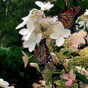 Keller Caretaking - a butterfly resting on a flower - Landscaping Near Me - Harbor Springs, Michigan