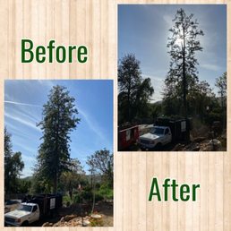 Tree trim Tree trim