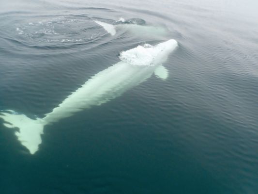 Lazy Bear Expeditions & Tours Churchill Canada by null