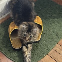Golden Paws Veterinary Service and Housecalls