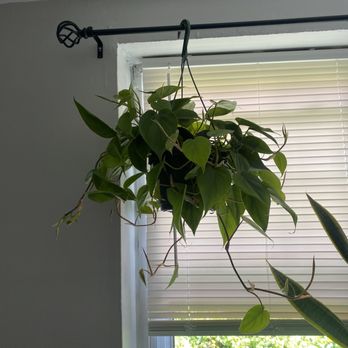 Taddeo's Greenhouses - Heart leaf philodendron - Nurseries & Gardening Near Me - Havertown, Pennsylvania